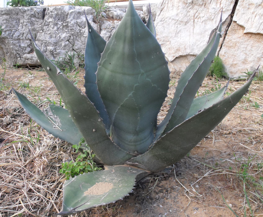 Agave sp.